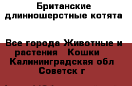 Британские длинношерстные котята - Все города Животные и растения » Кошки   . Калининградская обл.,Советск г.